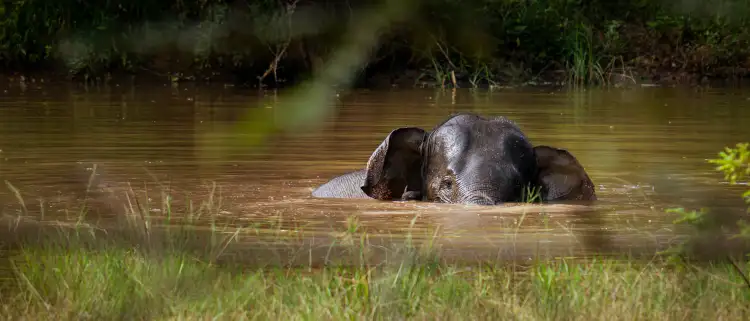 Elephant in Sri Lanka