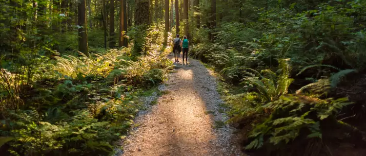 Man and Woman Hikers Admiring Sunbeams Streaming Through Trees