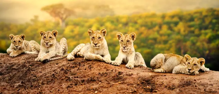 Lion cubs laying together waiting patiently for their mother