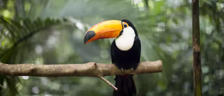 Toucan resting on branch