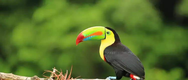 Colourful toucan sitting on a branch with greenery out of focus in the background