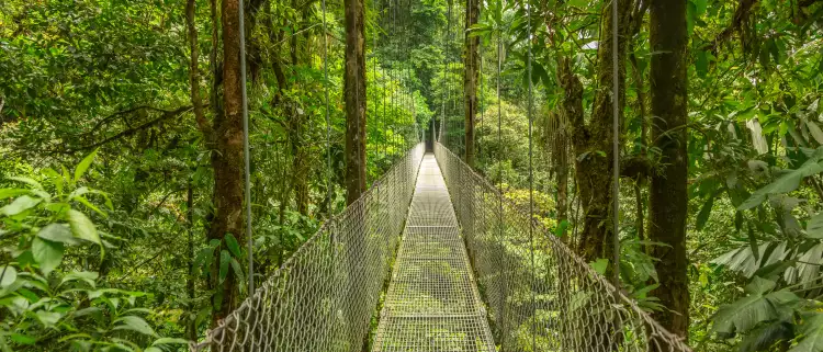 Hanging Bridge at natural rainforest park in Costa Rica