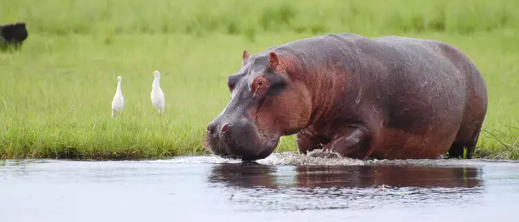 Hippopotamus drinking water at Chobe National Park in Botswana