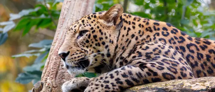 Sri Lanka Leopard resting in a tree