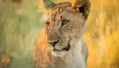 Calm lioness in a grassfield gazing to the left 