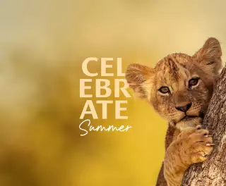 a cute lion cub peaks around a branch in africa 