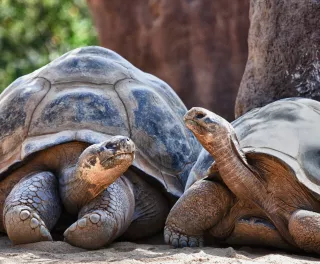 Two Galapagos tortoises looking at each other