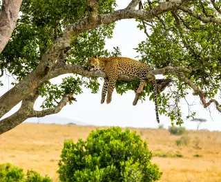 A leopard sleeping on the branch of a large tree in Kenya