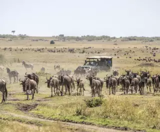 Herd of wildebeests on the savannah with tourist vehicle in Masai Mara, Kenya