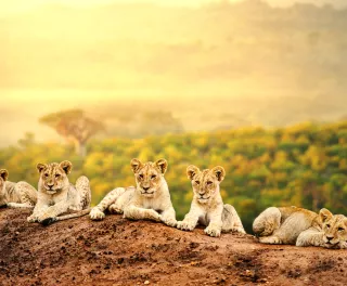 Lion cubs laying together waiting patiently for their mother