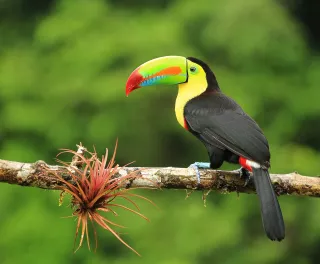 Colourful toucan sitting on a branch with greenery out of focus in the background