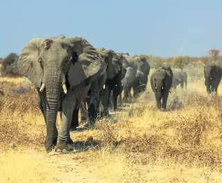 A herd of African elephants charging in Ethosa National Park Namibia