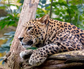 Sri Lanka Leopard resting in a tree