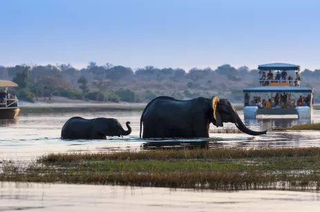 Elephants in the river in Chobe national park. Boat in the background with passengers watching the animals