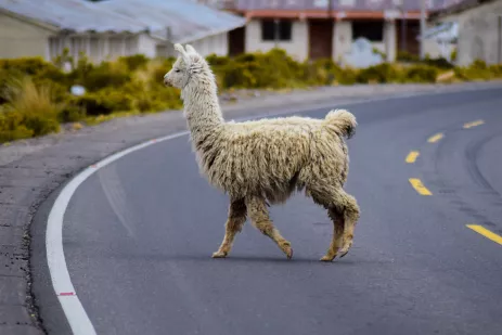 Alpaca crossing a quiet road in the high Andean plateau of Peru