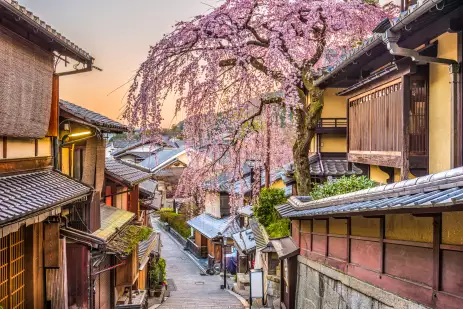 Cherry blossom tree at the Higashiyama district in Kyoto, Japan