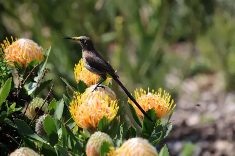 Cape sugarbird perched on protea flowers, South Africa